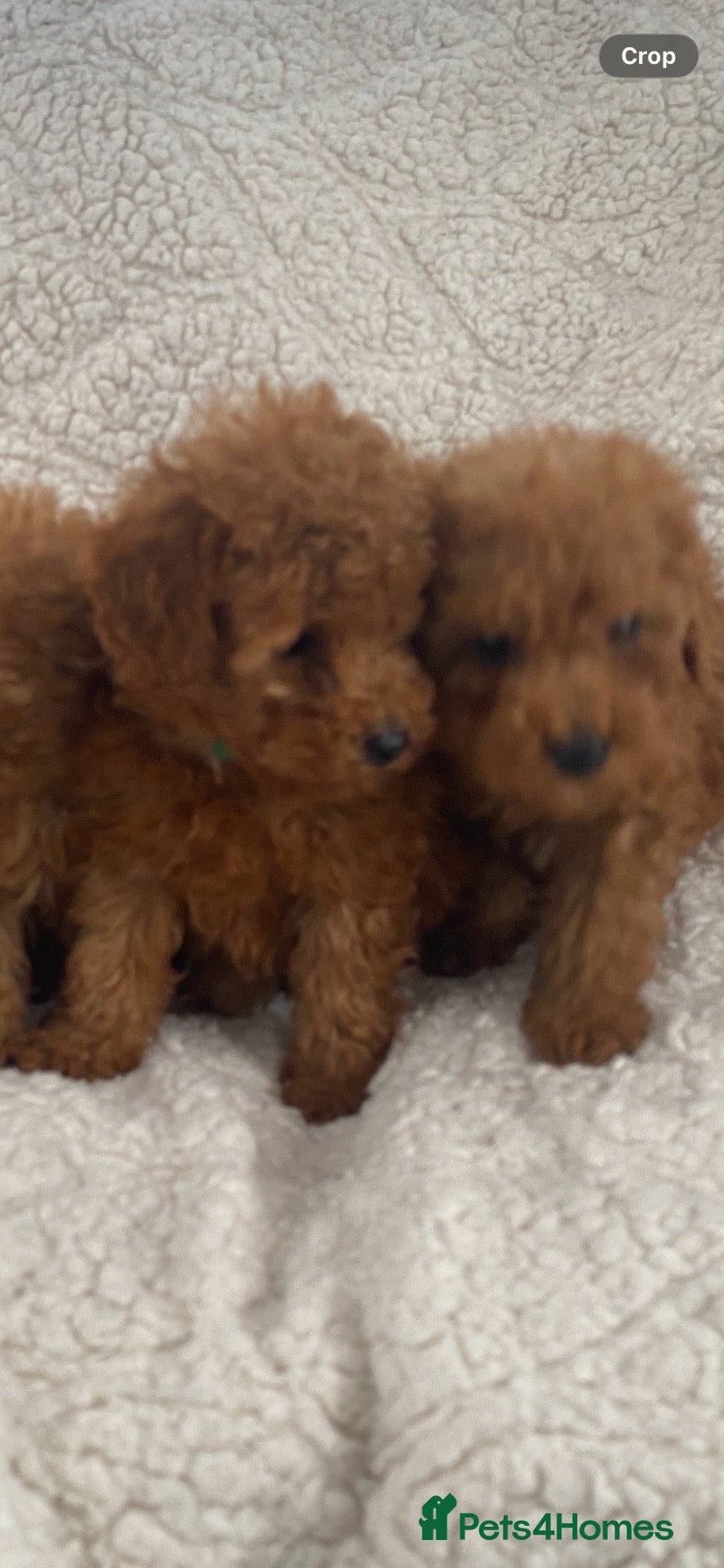 Toy Poodle dogs Toy poodle puppy for sale  - Advert 2