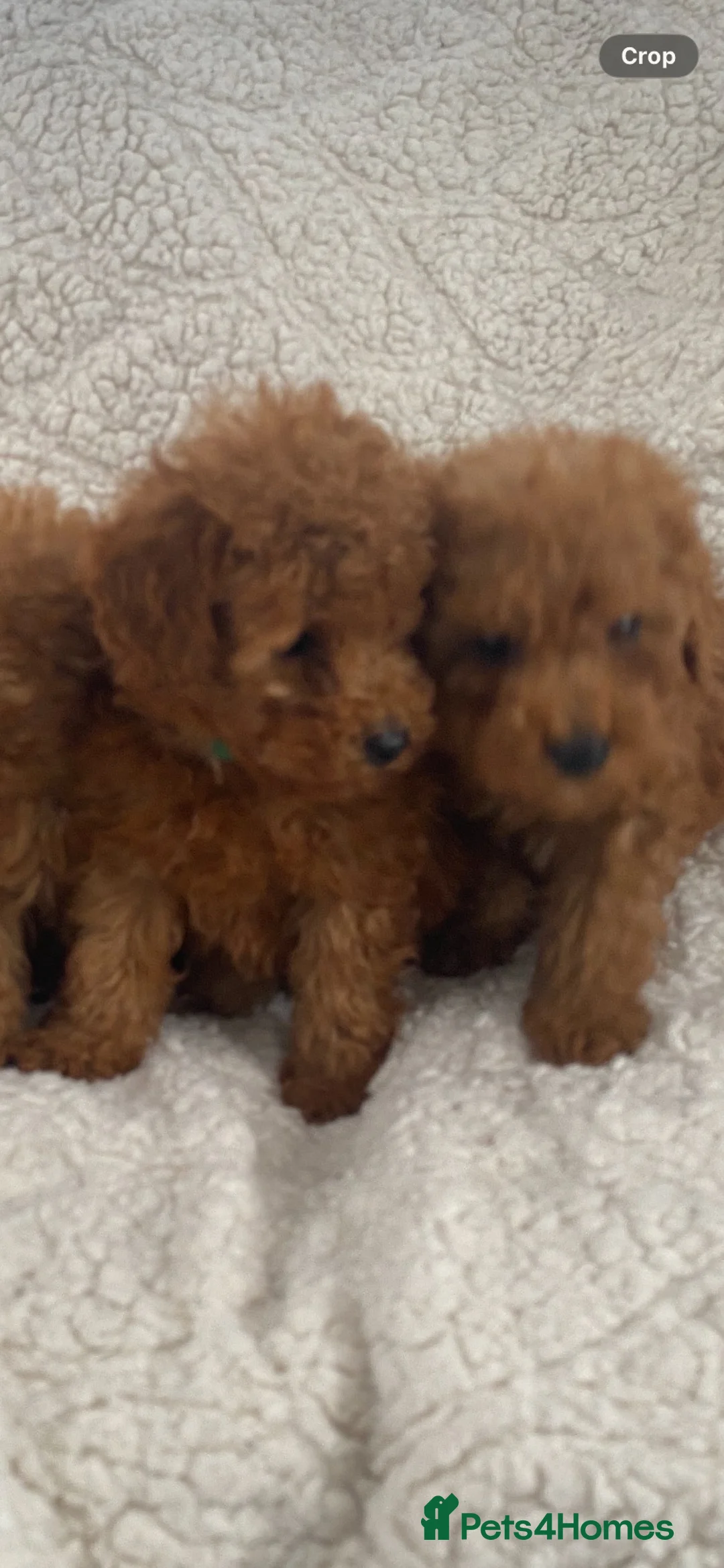 Toy Poodle dogs for sale: Toy poodle puppy for sale  - Advert 1