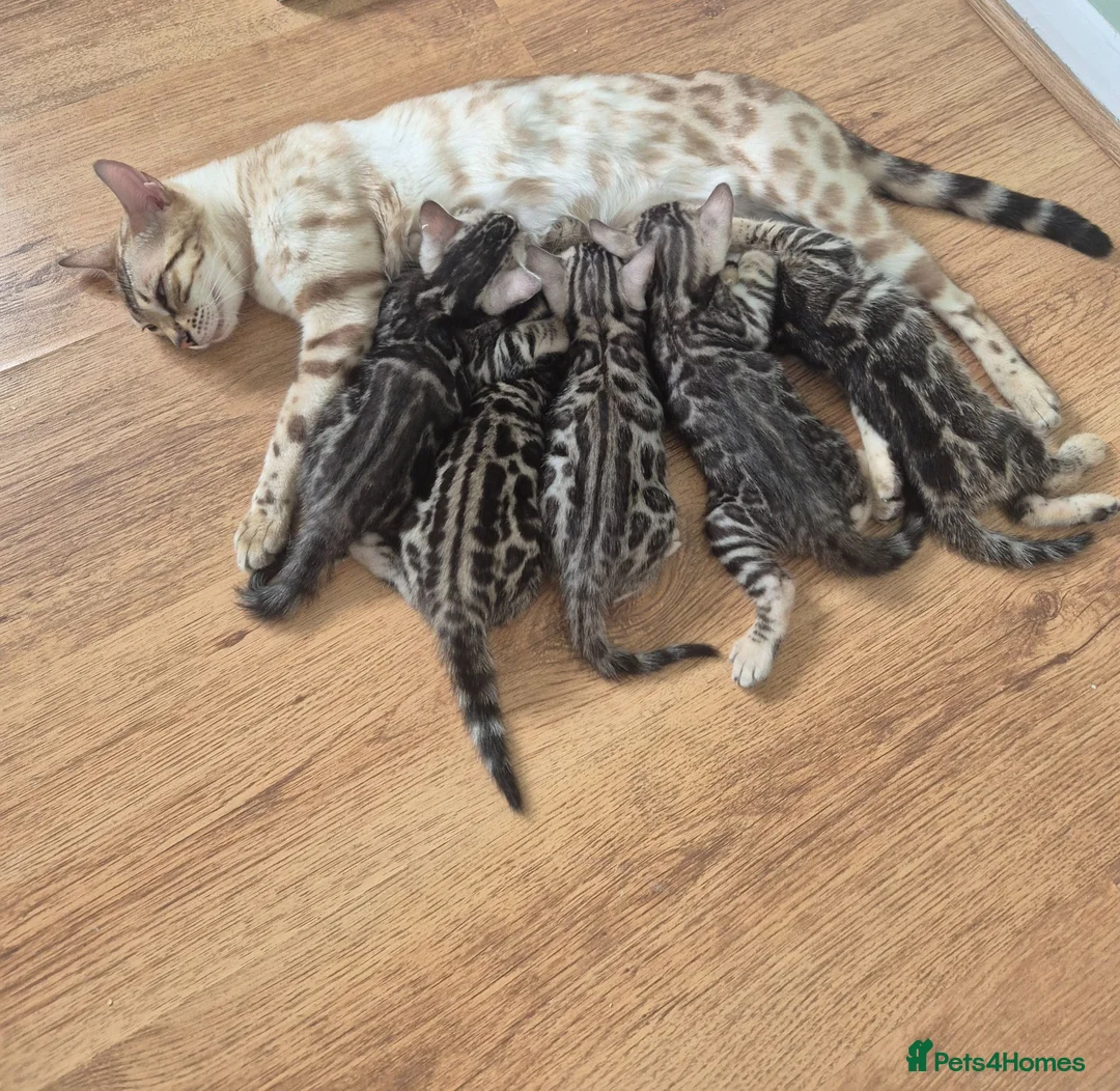Bengal cats for sale: Champion Bloodline TICA Bengal Kittens in Peterborough - Advert 1