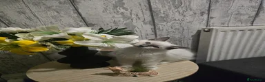 Ragdoll 1