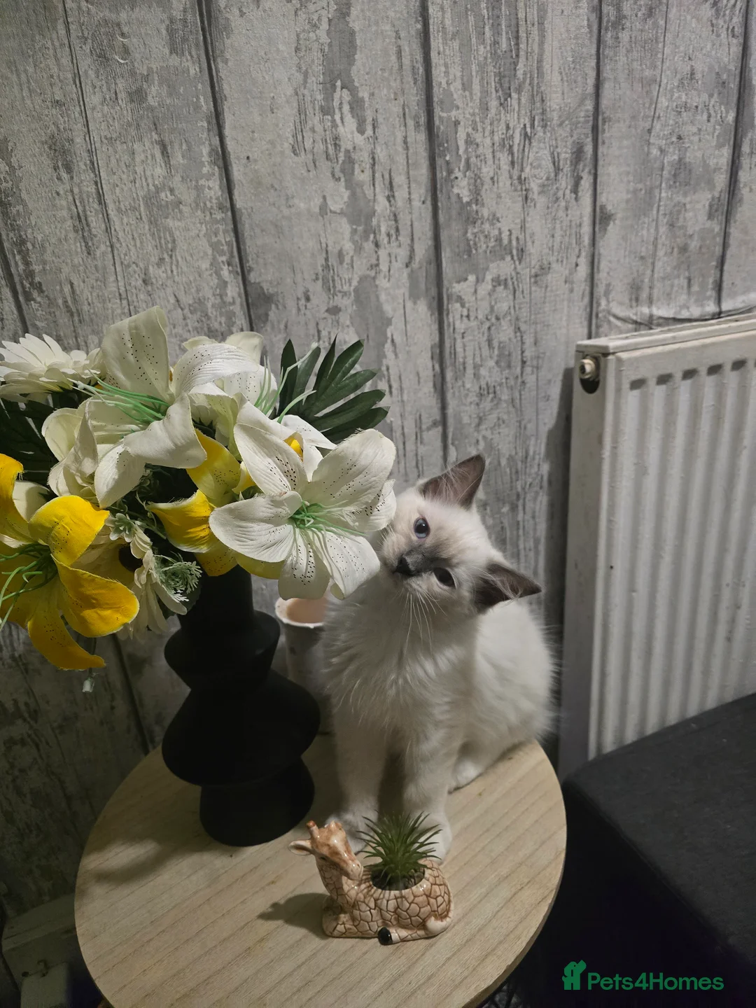 Ragdoll cats for sale: 2 beautiful boys  - Advert 2