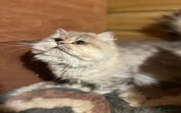 British Longhair cats for sale: Gorgeous Gccf female British Longhairs - Image 4