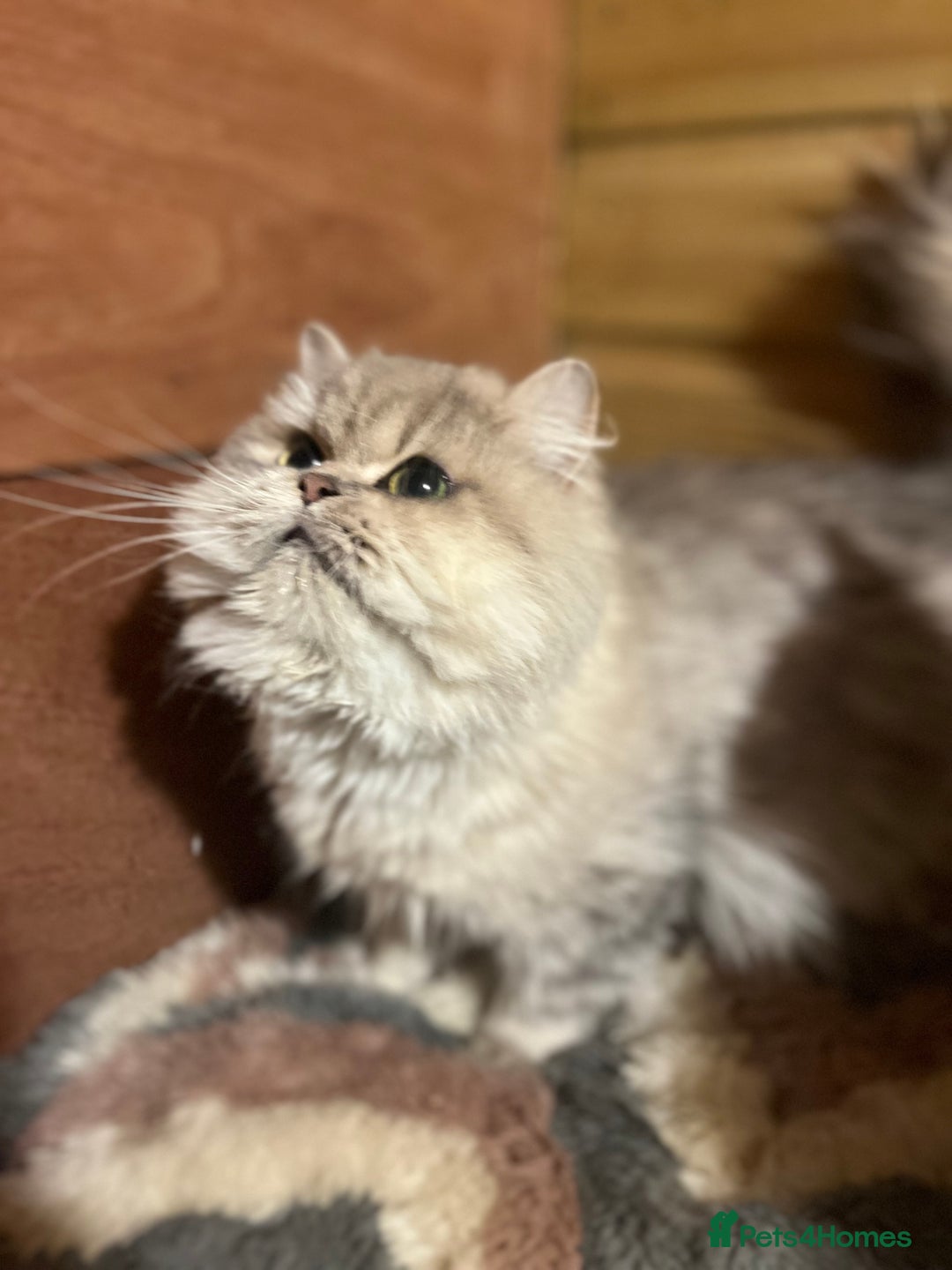 British Longhair cats for sale: Gorgeous Gccf female British Longhairs - Image 4