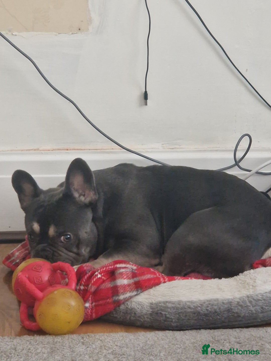 French Bulldog dogs for sale: 2 year old full breed French Bull boy - Advert 5