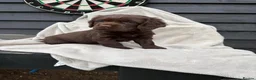 Cocker Spaniel dogs for sale: 2 cocker spaniels puppys available  - Advert 8