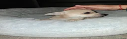 Chihuahua dogs for sale: Cream chihuahua girl  - Advert 2