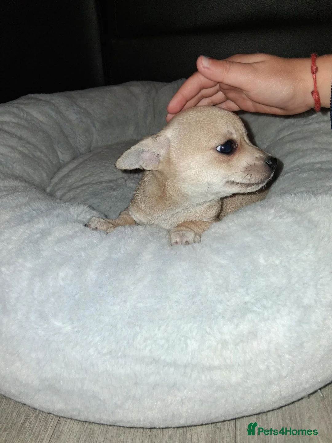 Chihuahua dogs for sale: Cream chihuahua girl  - Advert 2