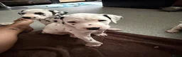 Dalmatian dogs for sale: RKG Dalmatian pups ready this weekend  - Advert 12