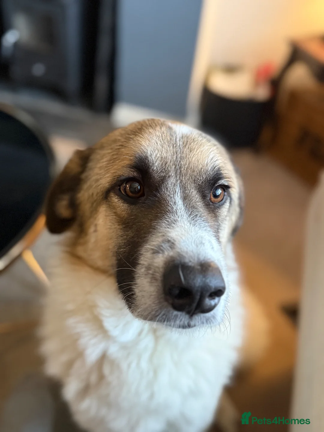 Mixed Breed dogs for sale: Adoption / Rehome - Advert 9