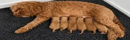 Cockapoo dogs for sale: 🐶✨ 8 Beautiful F1 Cockapoo Puppies ✨🐶  - Advert 3