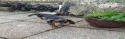 Dachshund dogs for sale: Bob The Dachshund  - Advert 2