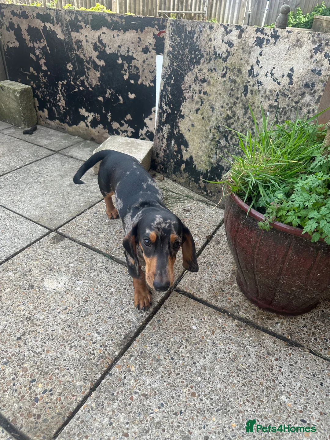 Dachshund dogs for sale: Bob The Dachshund  - Advert 2
