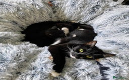 Mixed Breed cats for sale: Beautiful kittens - Image 3