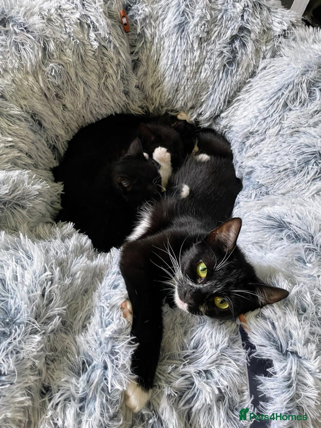 Mixed Breed cats for sale: Beautiful kittens - Image 3