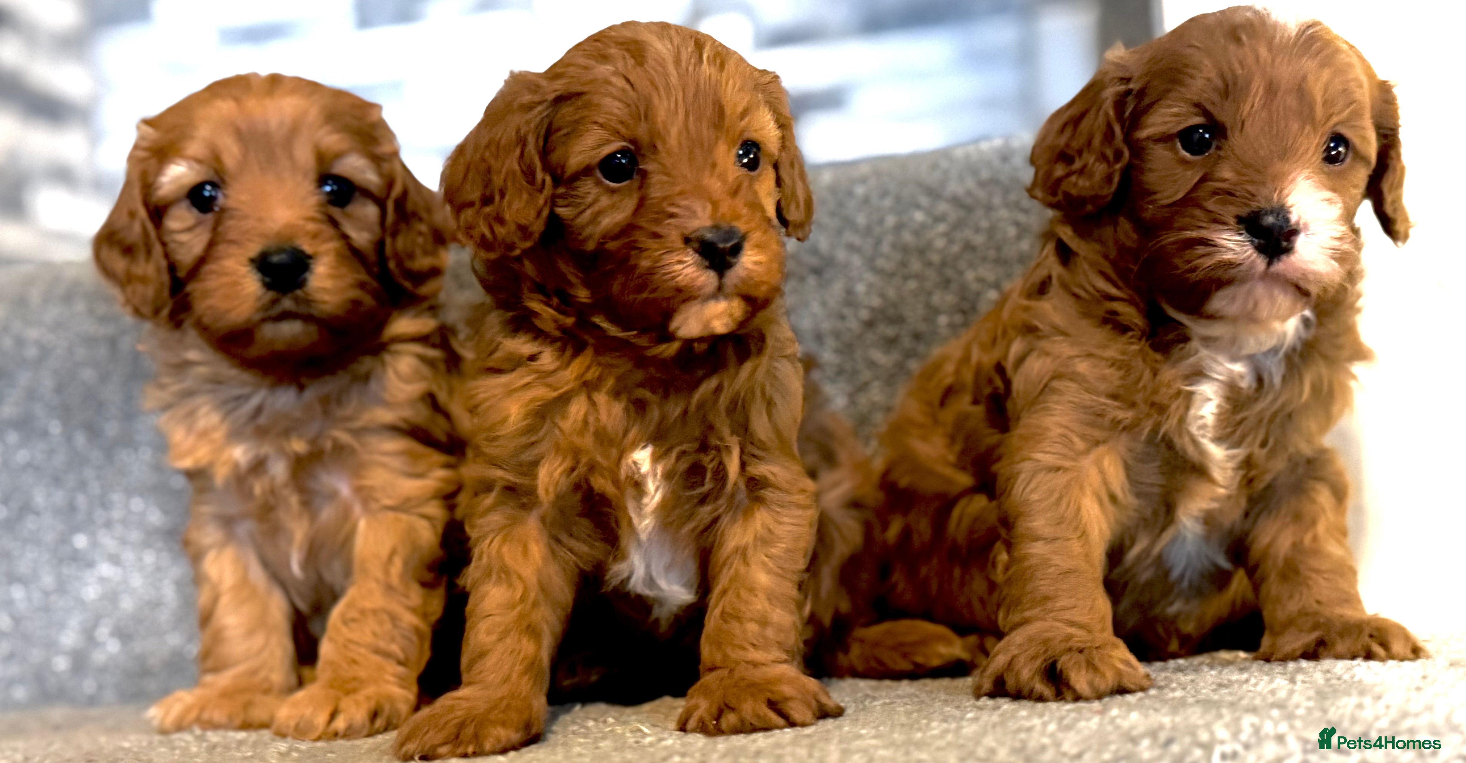 Cavapoo dogs Rich dark fox red cavapoos  - Advert 5