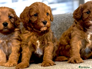 Cavapoo dogs Rich dark fox red cavapoos - Advert 5