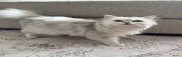 Persian cats for sale: Gorgeous chinchilla persian x Maine coon kittens  - Advert 2
