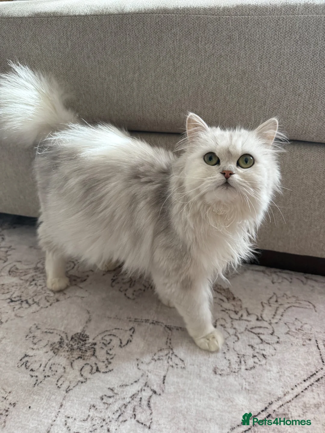 Persian cats for sale: Gorgeous chinchilla persian x Maine coon kittens  - Advert 2