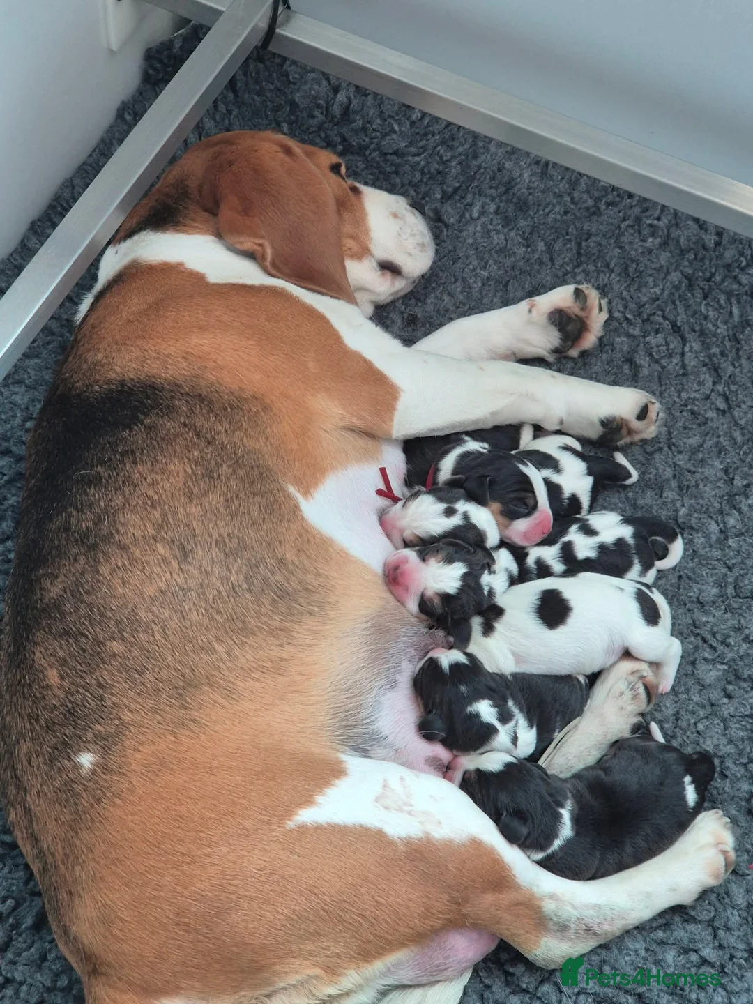 Beagle dogs for sale: Kc registered champion show line beagle puppies  - Advert 6