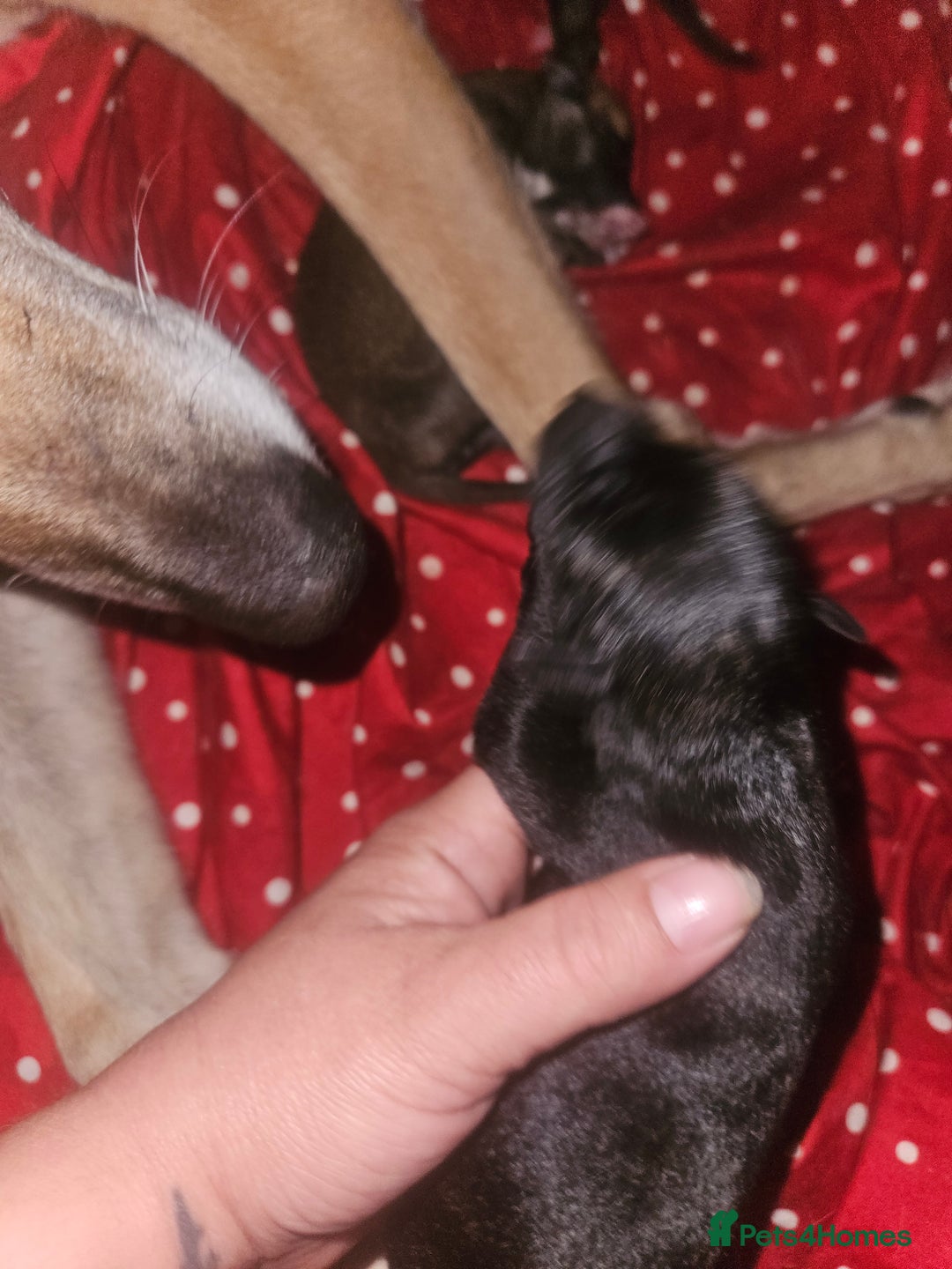 Mixed Breed dogs for sale: Saluki/greyhound puppies  - Image 6