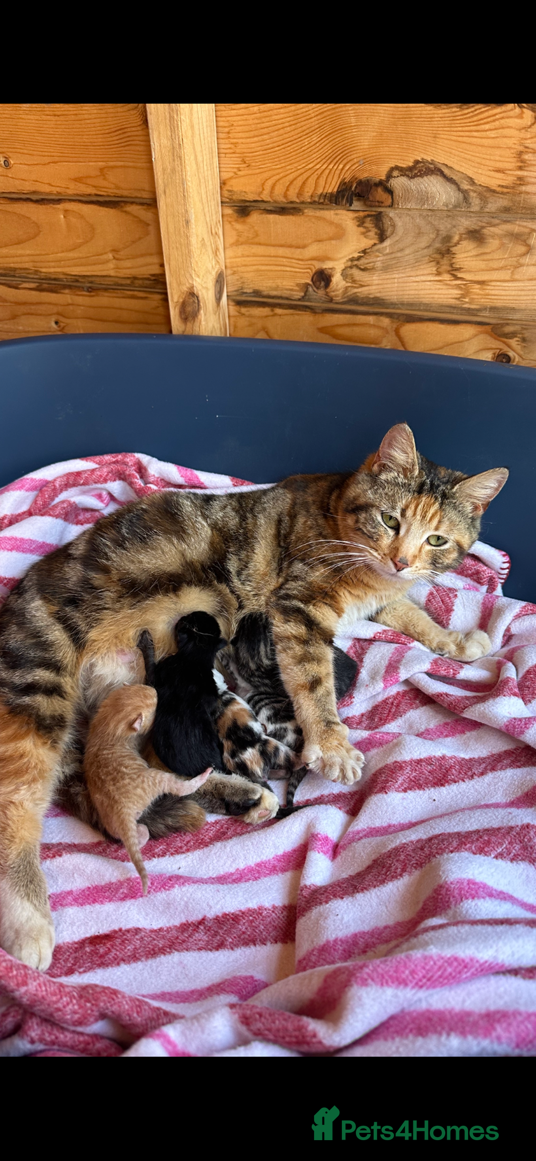 Mixed Breed cats for sale: Girl kittens  - Image 2