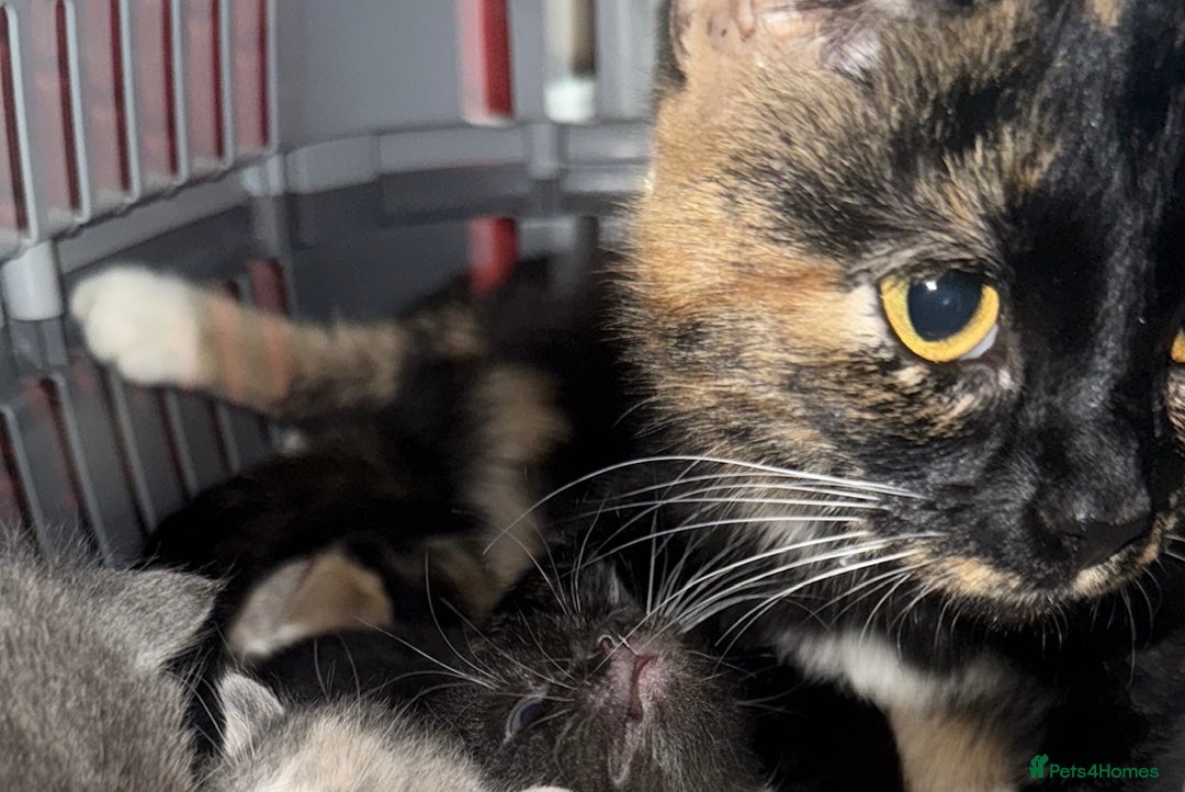 Mixed Breed cats for sale: 2 gorgeous kittens ready for new  **  home - Advert 1