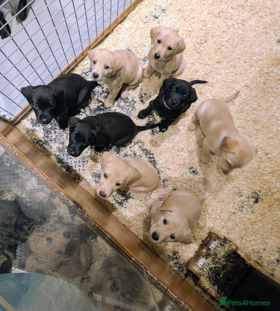 Labrador Retriever dogs for sale: Seven Week old Labrador Pups in Aberdeen - Advert 1