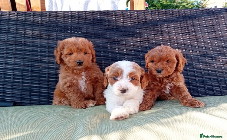 Cavapoo dogs - Advert 2