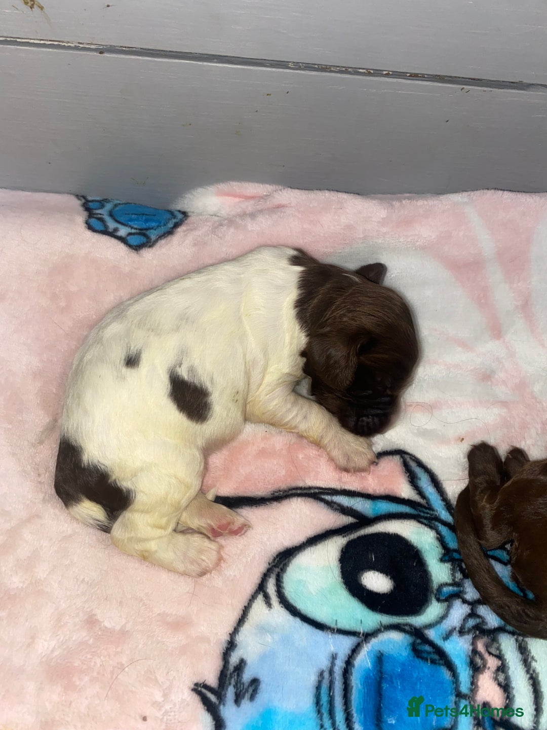 Sprocker dogs for sale: Beautiful Sprocker Puppies Ready 30th December - Advert 10