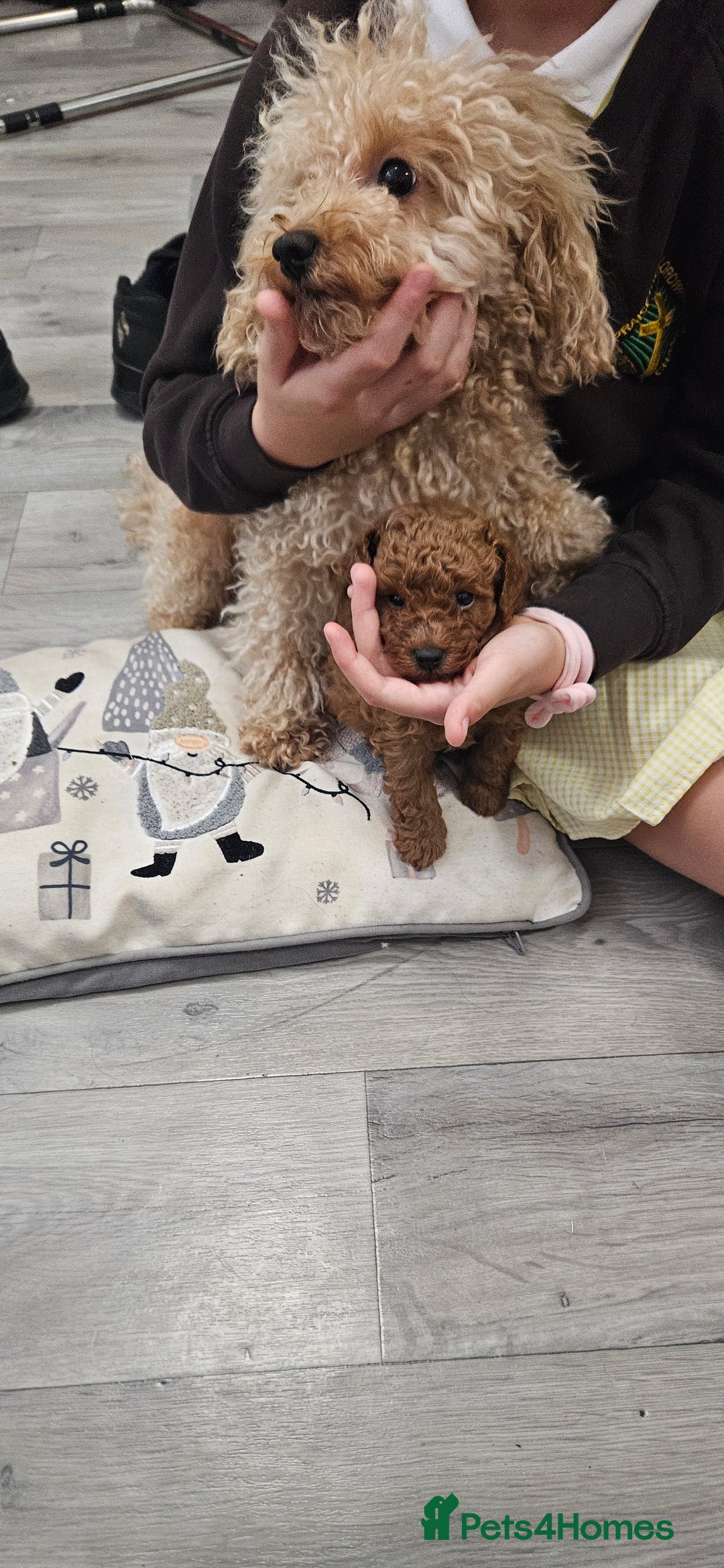 Toy Poodle dogs for sale: Deep red gorgeous Toy poodle boy - Image 10
