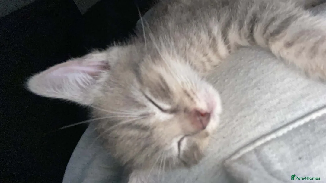 Mixed Breed cats for sale: Grey kitten - Advert 3