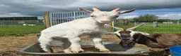 Goats livestock for sale: Saanen cross Nigora Goat Kids For Sale  - Advert 2
