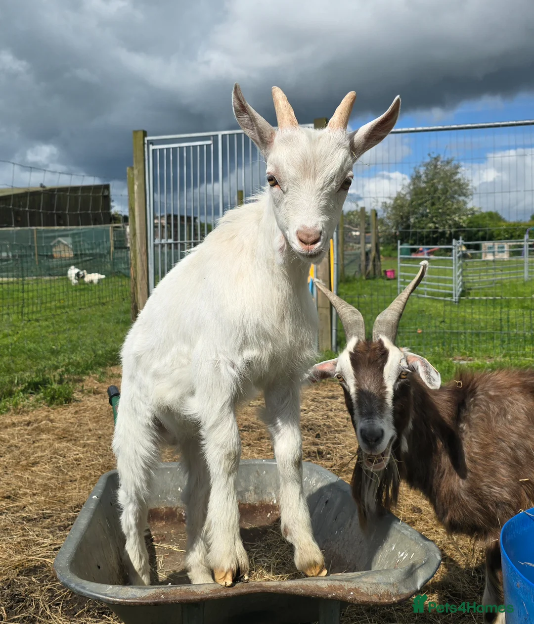 Goats livestock for sale: Saanen cross Nigora Goat Kids For Sale  - Advert 2