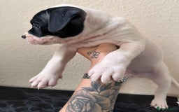 Mixed Breed dogs for sale: American bulldog X staffy 🏡 - Image 16