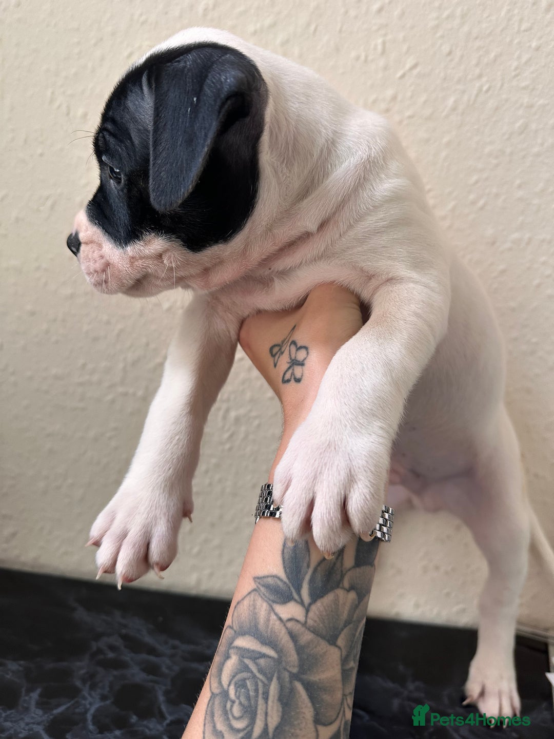 Mixed Breed dogs for sale: American bulldog X staffy 🏡 - Image 16