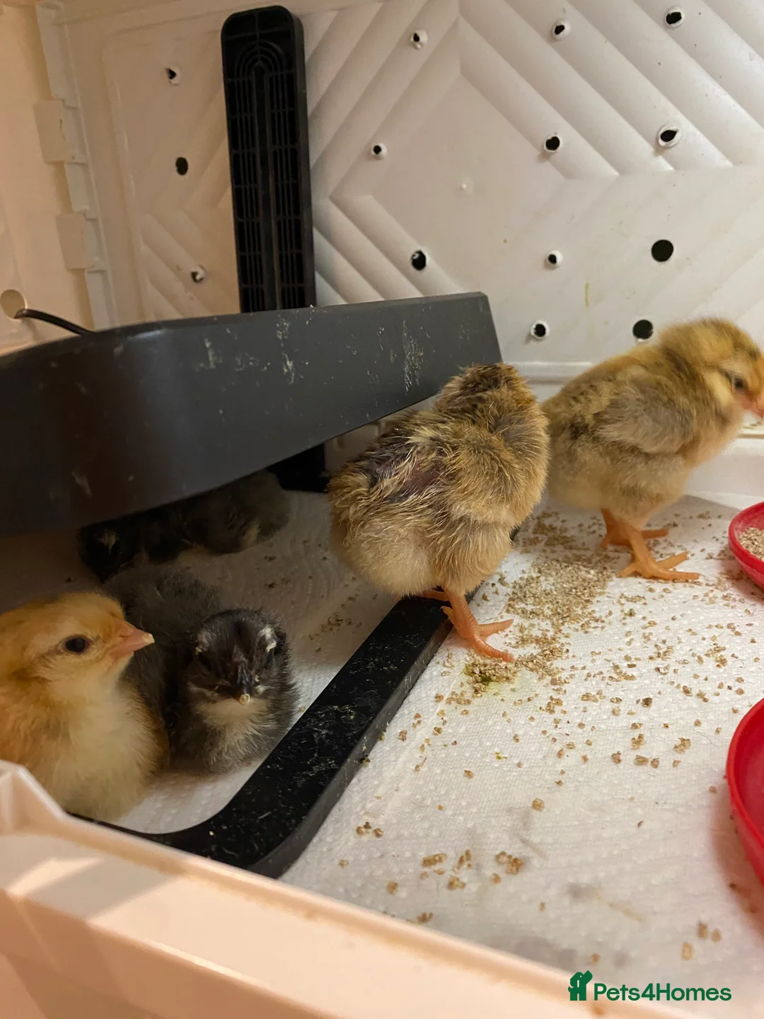 Chickens poultry for sale: Hybrid chicks - Advert 2