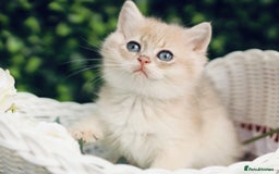 British Shorthair cats for sale: Gorgeous Golden & Blue Golden. Ready now! - Image 8