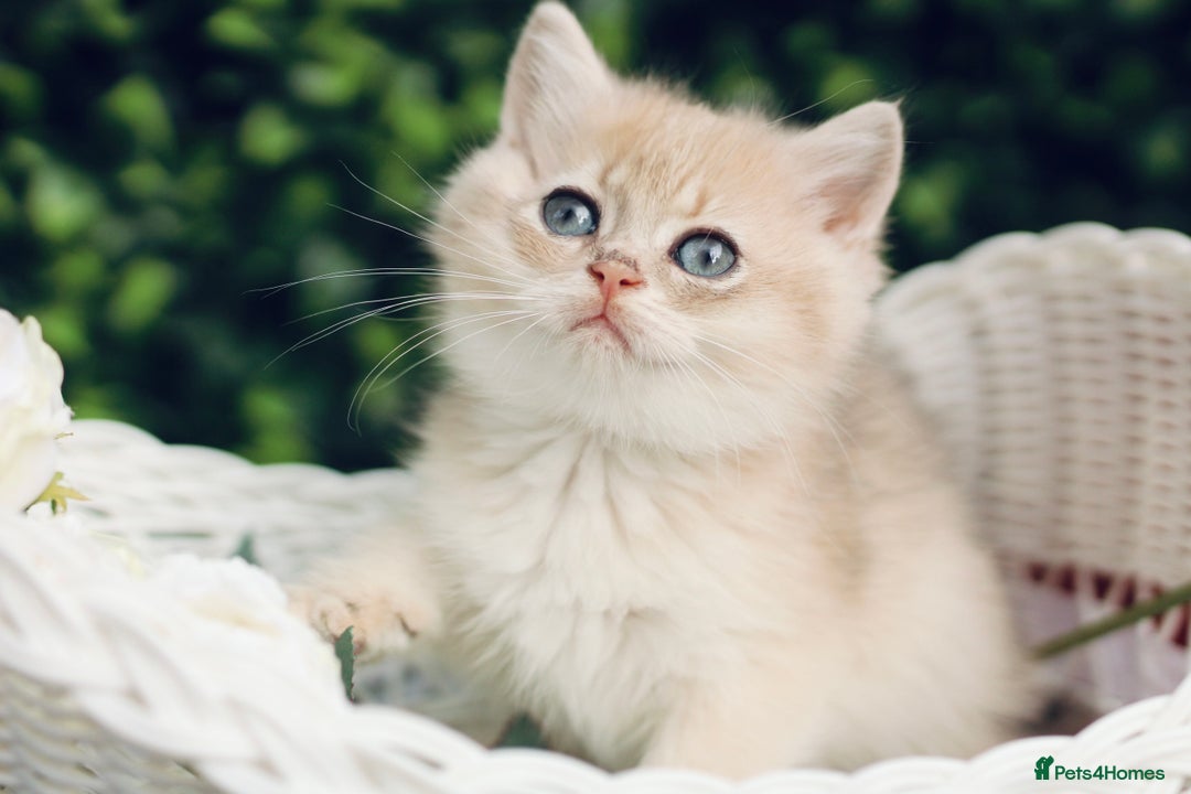 British Shorthair cats for sale: Gorgeous Golden & Blue Golden. Ready now! - Image 8