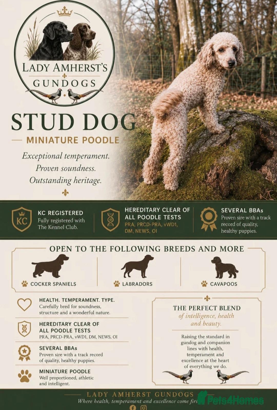 Cockapoo dogs Stunning health tested F1b Cockapoo puppies - Advert 7