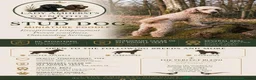 Cockapoo dogs for sale: Stunning health tested F1b Cockapoo puppies - Advert 2
