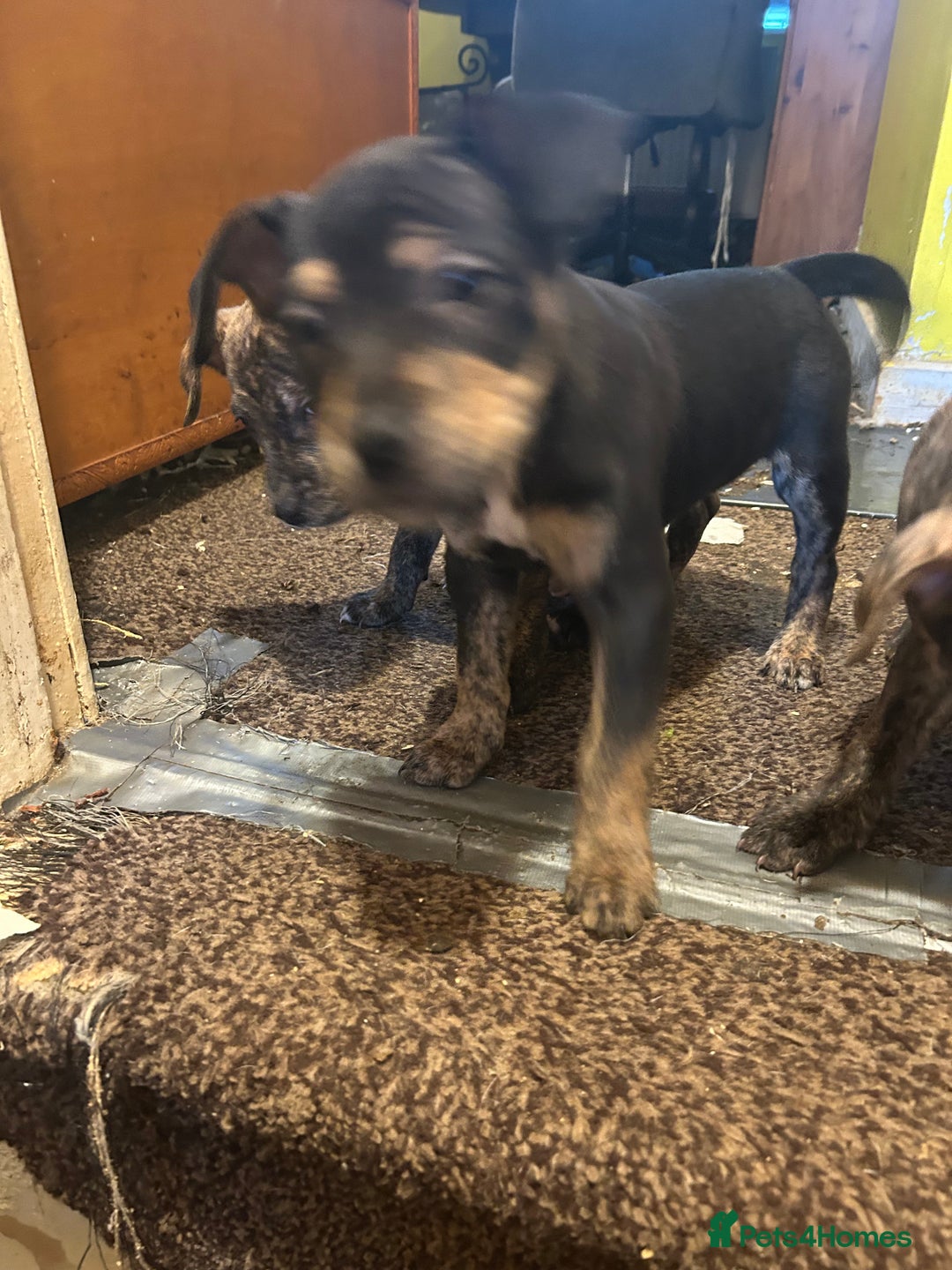 Mixed Breed dogs for sale: Staff plus Staff Jack Puppies  - Advert 10