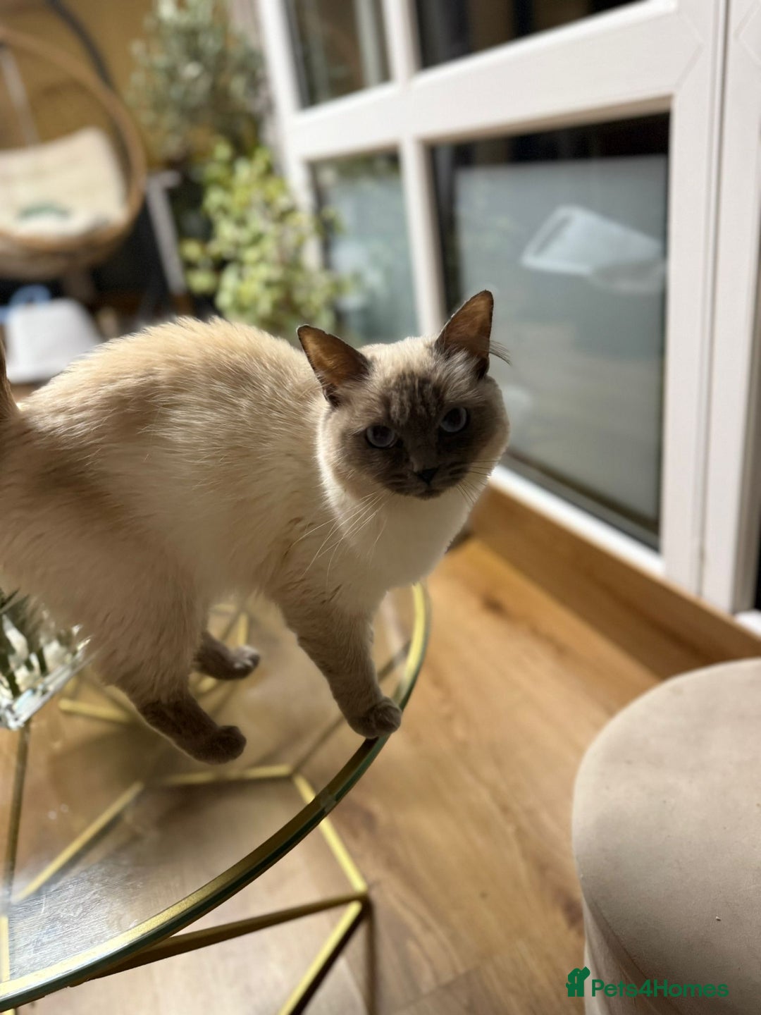 Ragdoll cats for sale: Beautiful 1.5 Year Ragdoll Female Cat - Advert 2