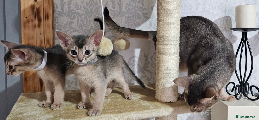 Abyssinian cats for sale: Abyssinian Kittens - Image 16