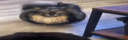 Pomeranian dogs for sale: KC reg Black Female Pomeranian - Advert 2