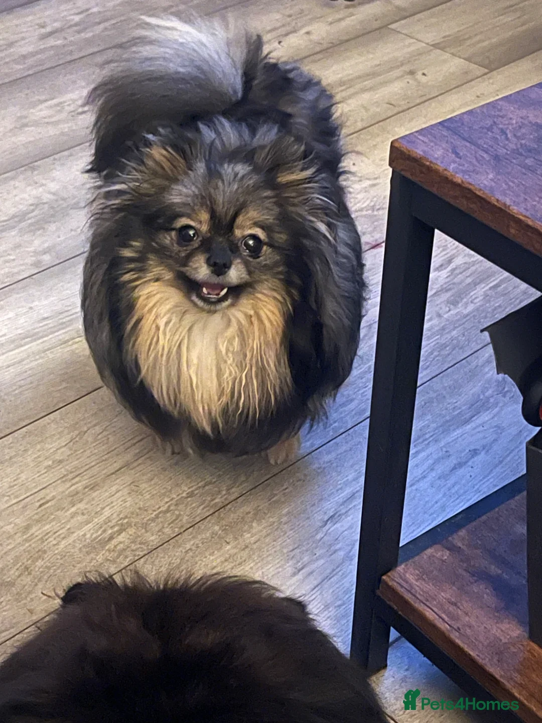 Pomeranian dogs for sale: KC reg Black Female Pomeranian - Advert 2
