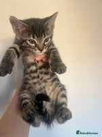 Bengal cats - Advert 1