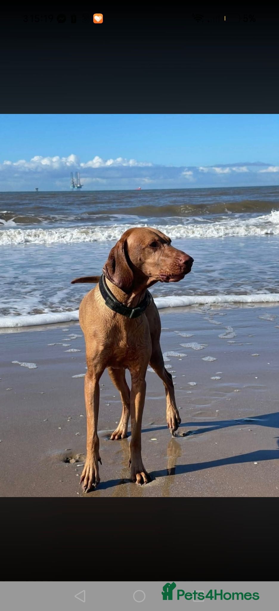 Hungarian Vizsla dogs Beautiful pedigree Hungarian vizsla litter of 9  - Advert 1