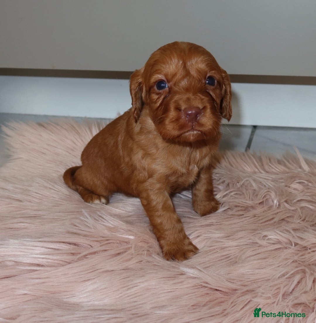 Cocker Spaniel dogs for sale: Gorgeous KC cocker spaniel puppies  - Advert 11