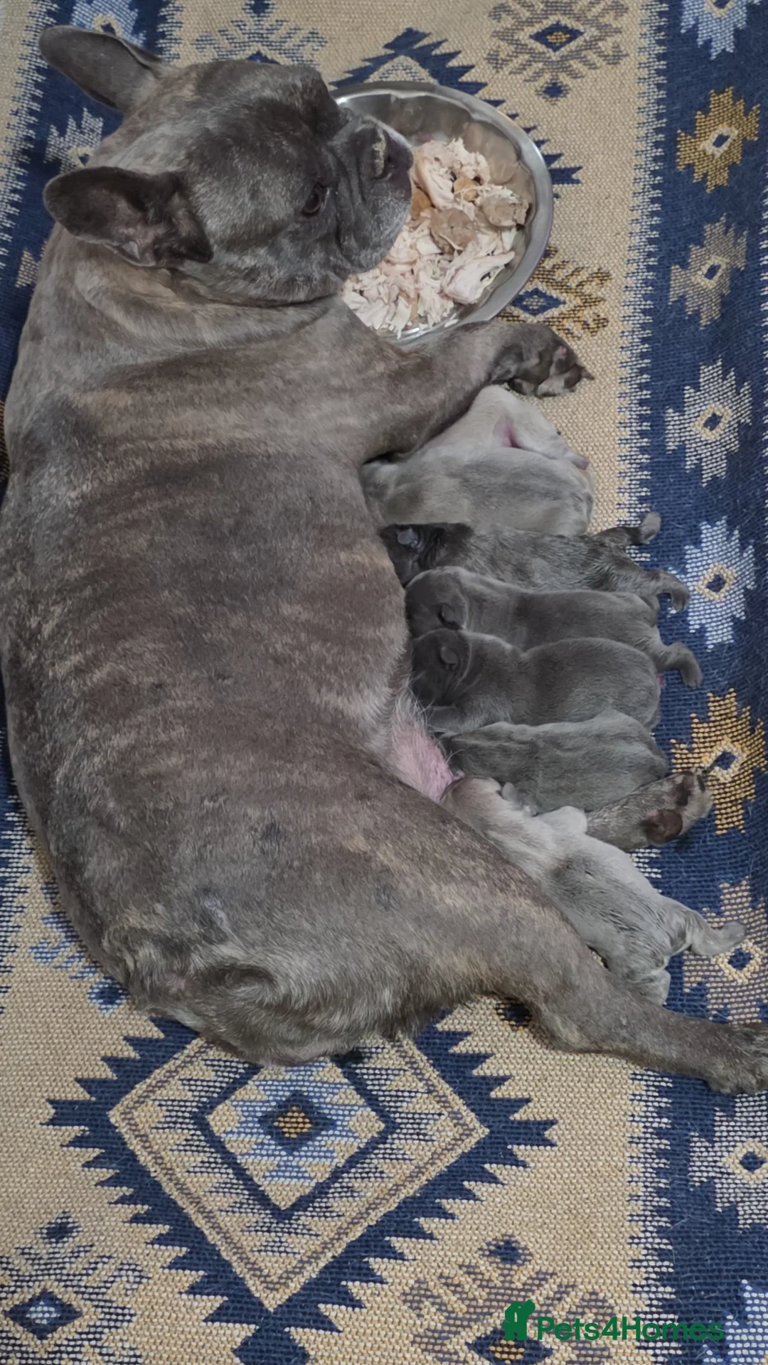 French Bulldog dogs for sale: Beautiful Blue French bulldog  - Advert 4