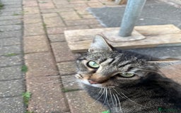 Mixed Breed cats for sale: Kittens for sale  - Image 4